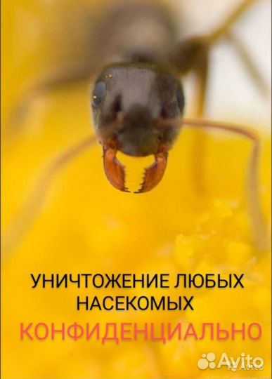 Травля тараканов