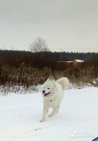Самоед для вязки