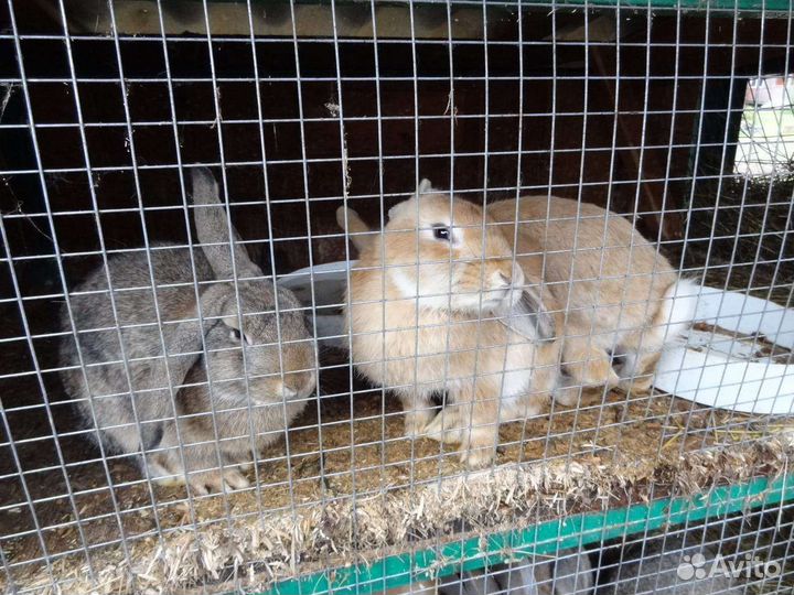 Утки,гуси,кролики,козёл