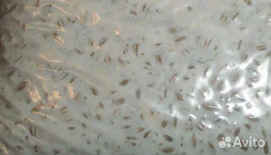 Мицелий вешенки м5