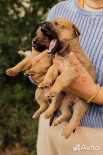 Собаки щенки