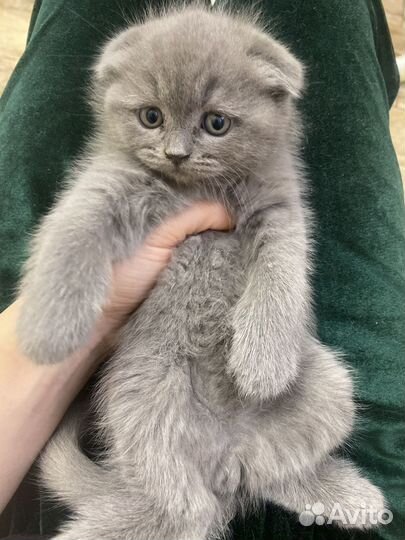 Шотландские котята