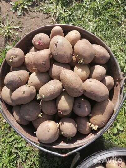 Продам картофель на посадку и еду