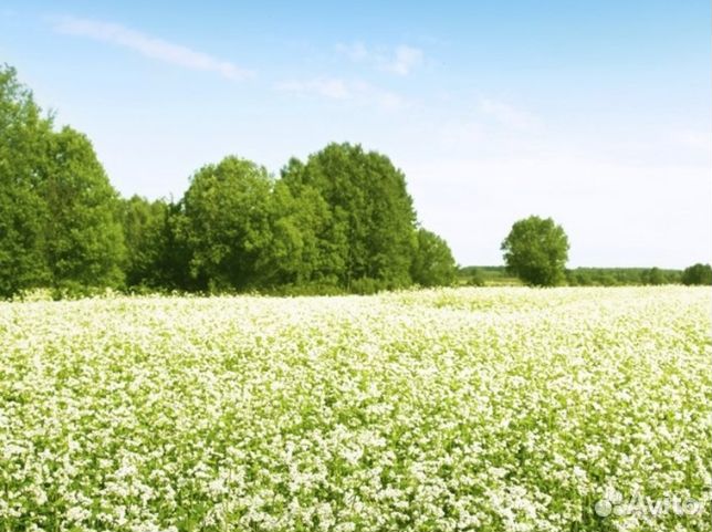 Мёд 2024 года Алтайский опт