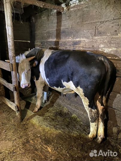 Быки на мясо