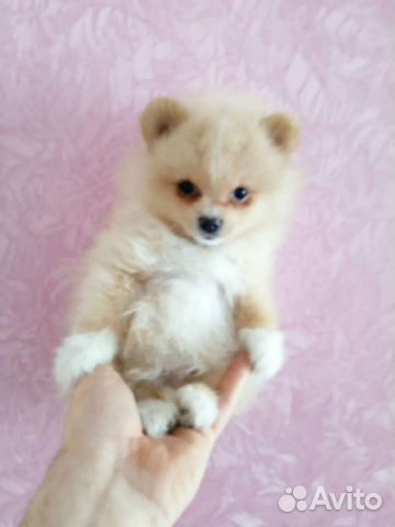 Померанский Шпиц малыши мини