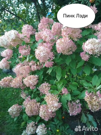 Гортензия саженцы