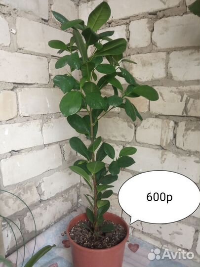 Комнатные растения