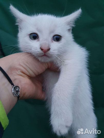 Котята ищут хозяина