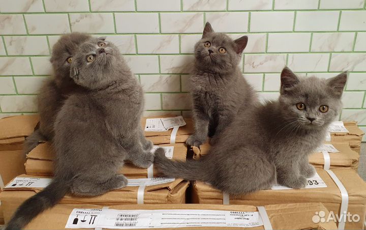Шотландские котята классического голубого окраса