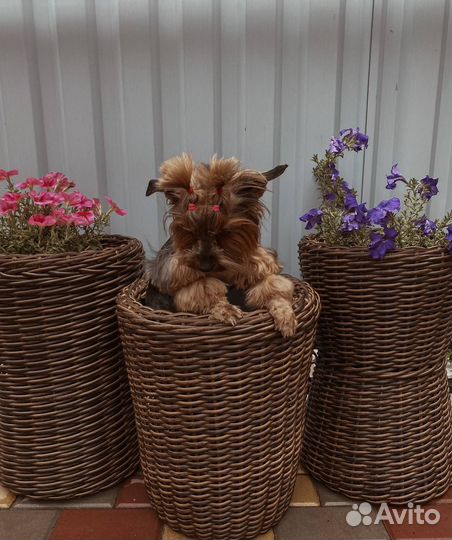 Кашпо (горшок) для цветов/ мини пруд из ротанга