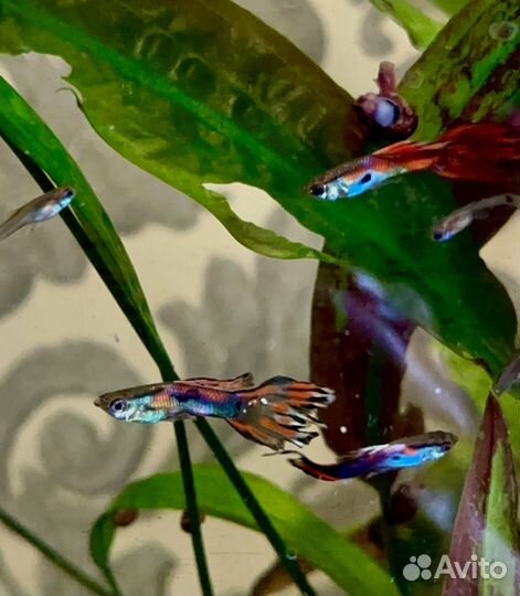 Рыбки гуппи
