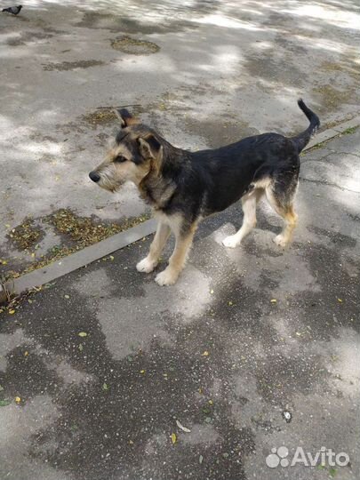 Фокстерьер дружелюбный, метис