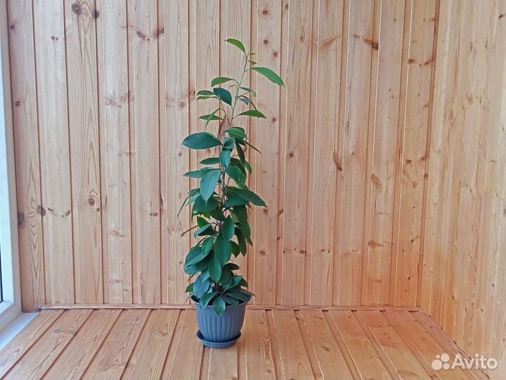 Молодая поросль фикуса