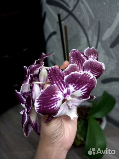 Орхидея фаленопсис