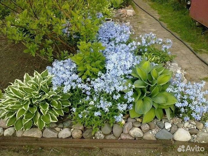 Барвинок для дачи и ландшафтного дизайна