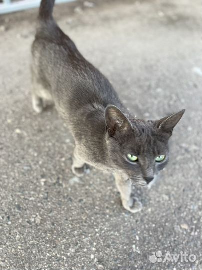 Кошка в добрые руки котенок