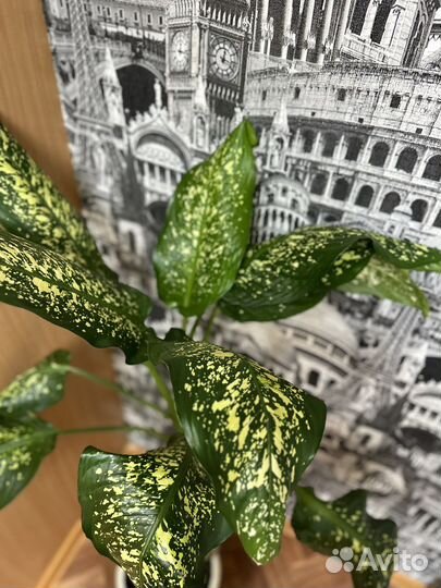 Диффенбахия