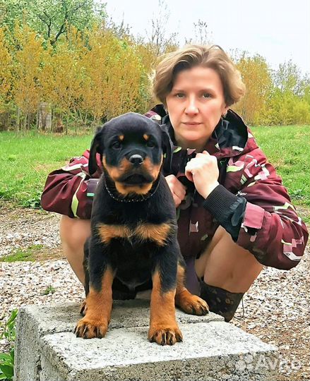 Щенки ротвейлера
