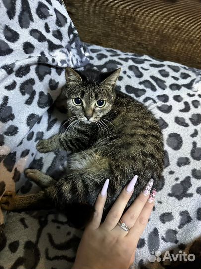 Кошка