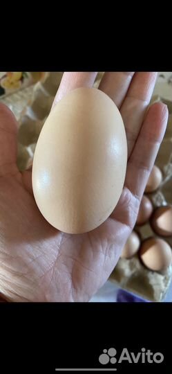 Инкубационное яйцо кур доминант и ломан браун