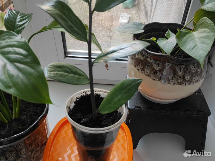 Замиокулькас