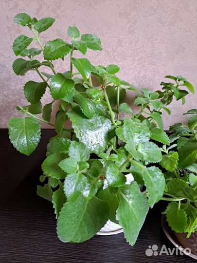 Комнатная мята