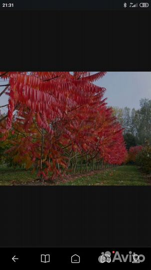 Саженцы декоративного растения