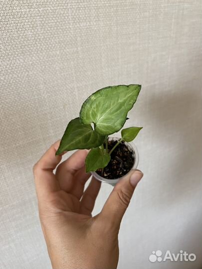 Сортовые сингониумы 1