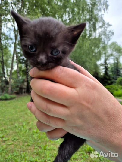 Чудо Котенок Мишенька ищет дом