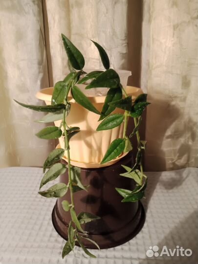 Комнатные растения разные