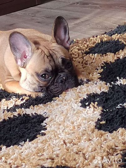 Французский бульдог щенки