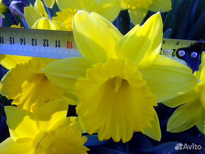 Нарциссы. Тюльпаны