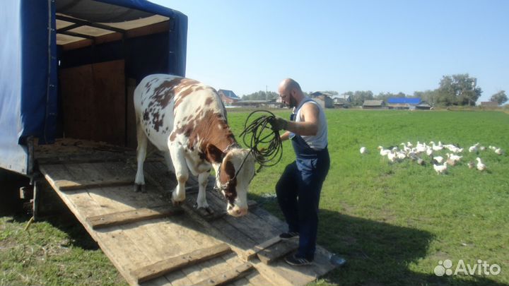Перевоз животных крс,лошадей,баранов,свиней,коз