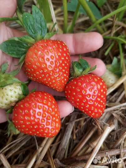 Элитные саженцы клубники от производителя