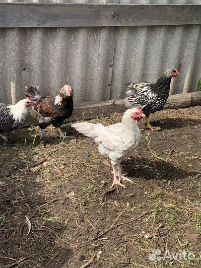 Молодые петушки