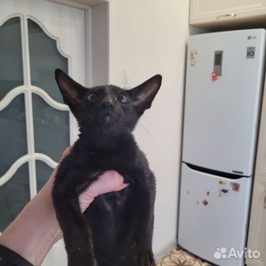Ориентальные котята