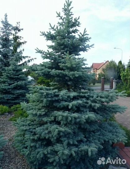 Ель голубая