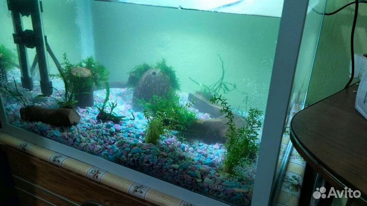 Растения на корягах