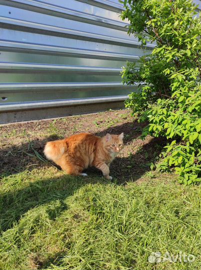 Курильский бобтейл. Вязка. Кот