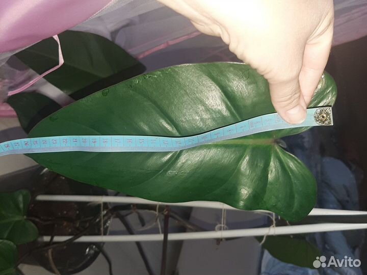 Филодендрон