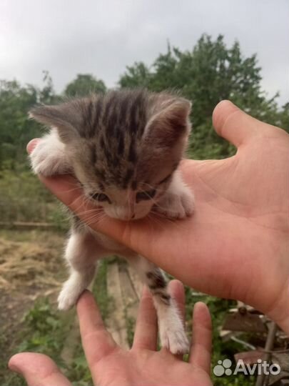 Крысоловки)