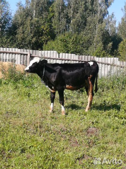 Коровы (тёлка, первотелка, нетели, бык)