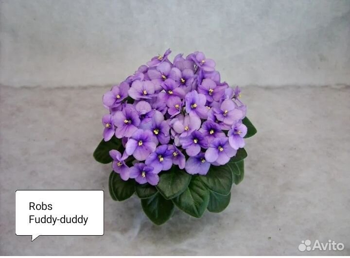 Фиалки сортовые, детки