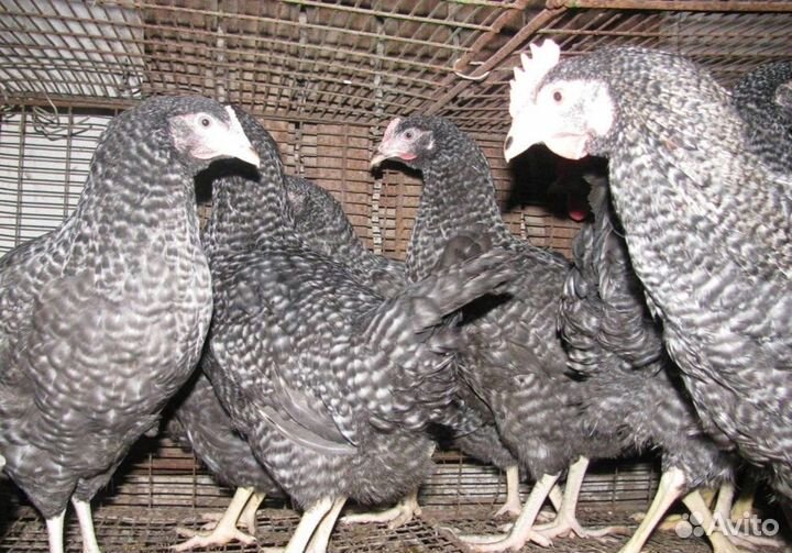 Куры несушки молодые с доставкой