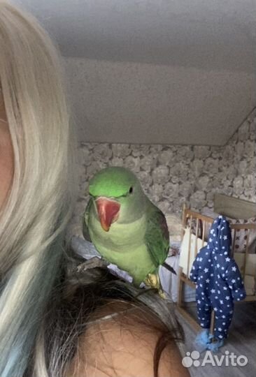 Александрийский попугай