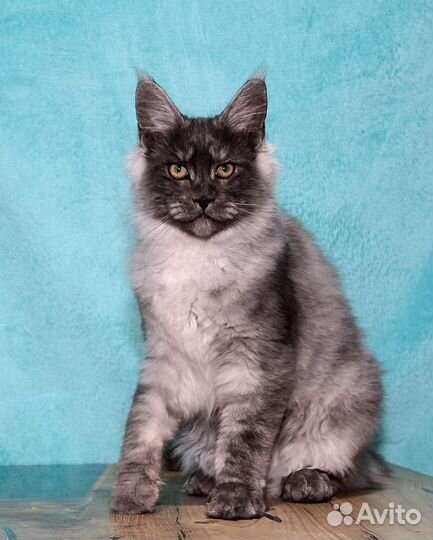 Черный дымный котик