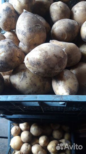 Картофель, яйцо домашнее, свекла