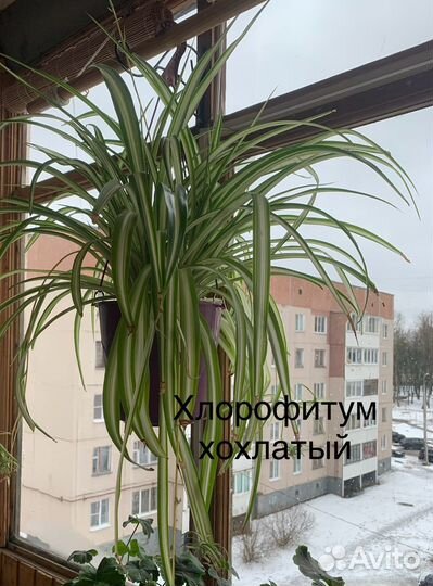 Комнатные цветы- разные