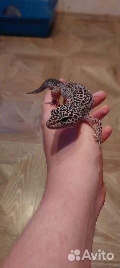 Геккон эублефар